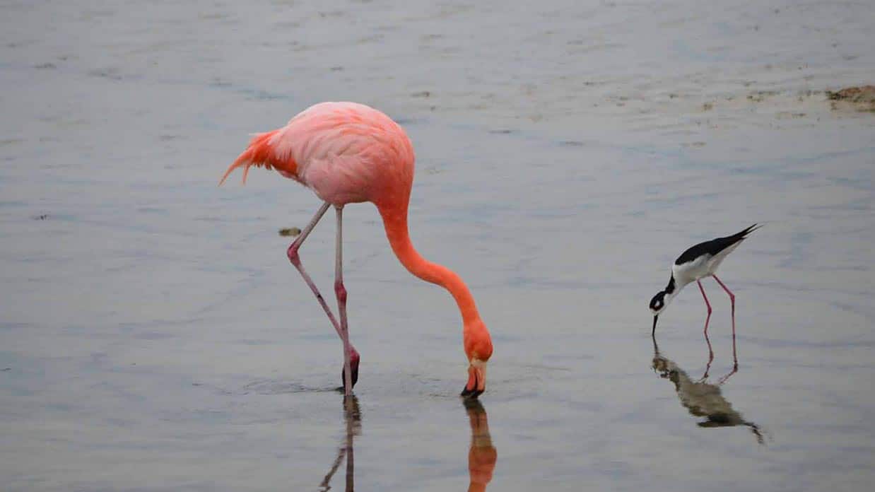 Galapagos im März - Flamingoschlüpflinge auf der Insel Isabela
