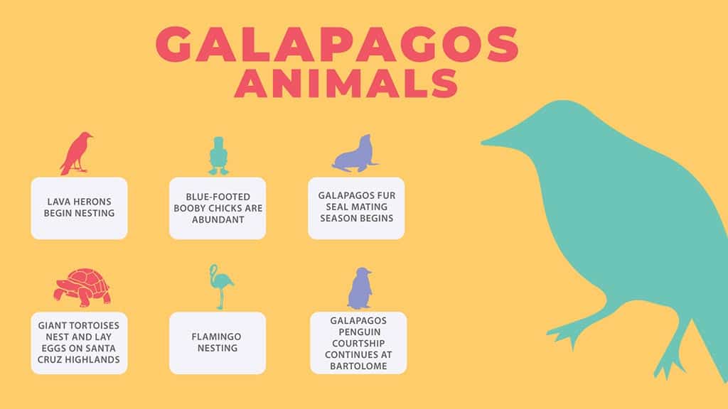 which animals can you see at galapagos in october