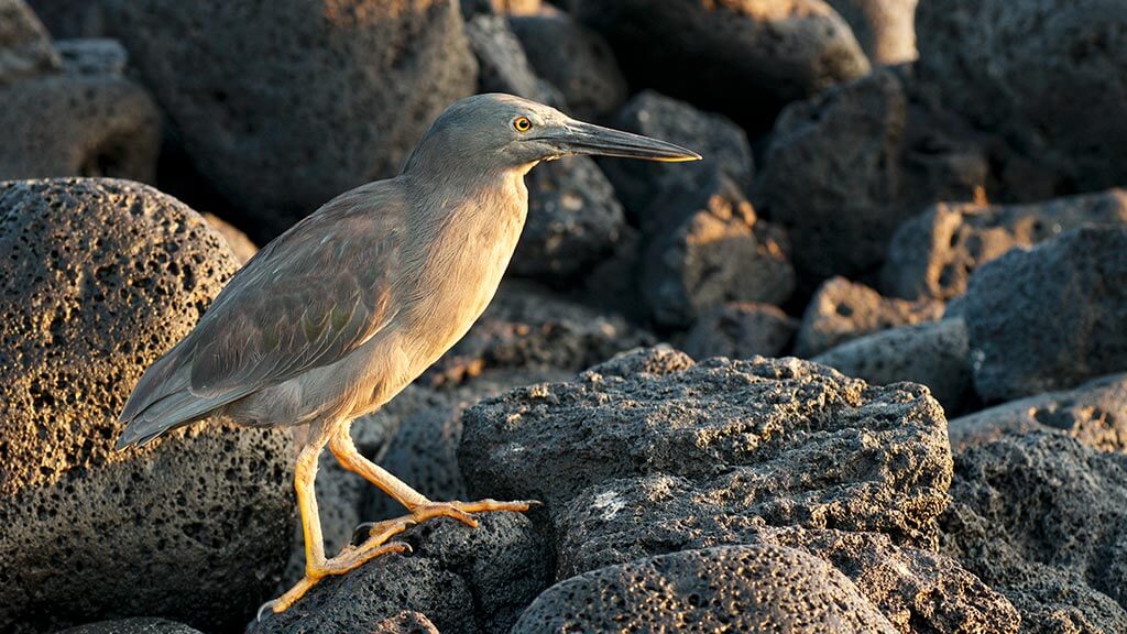A juvenile lava heron standing on black lava at the galapagos islands