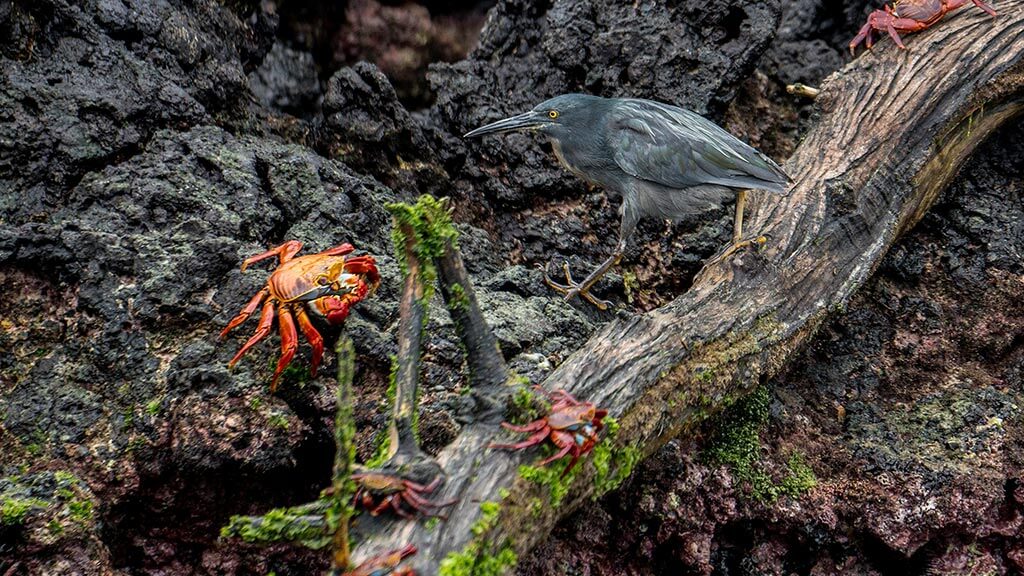 Lava heron uses his camouflage to hunt prey on lava rocks at galapagos islands