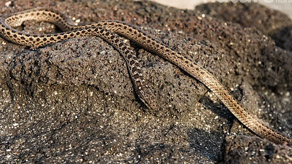 Serpiente corredor de Galápagos oriental sentada sobre lave rock