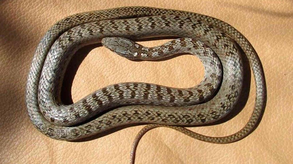 Una serpiente corredor de Galápagos occidental enrollada en el suelo