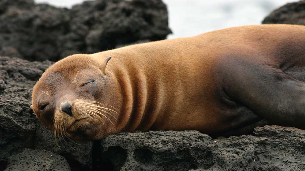 Un lobo marino de Galápagos tomando una siesta en las rocas de lava