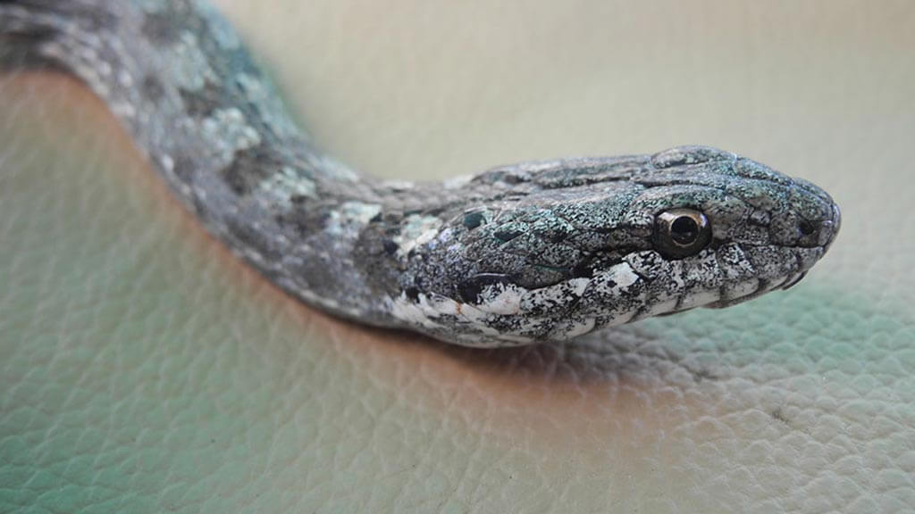 Primer plano de la cara y los ojos de una serpiente corredor de Galápagos