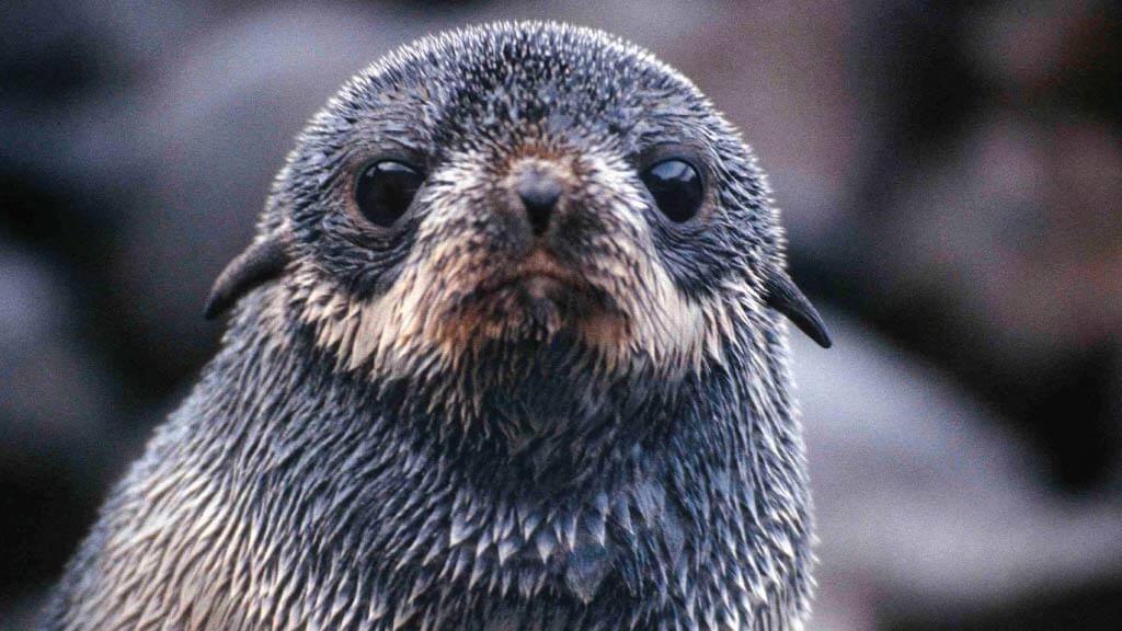 Otarie A Fourrure Des Galapagos Happy Gringo Travel Blog