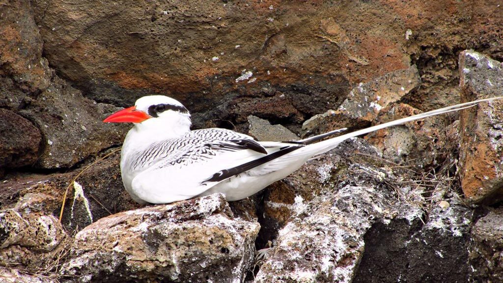 beautiful galapagos red billed tropicbird sitting in nest on cliff ledge