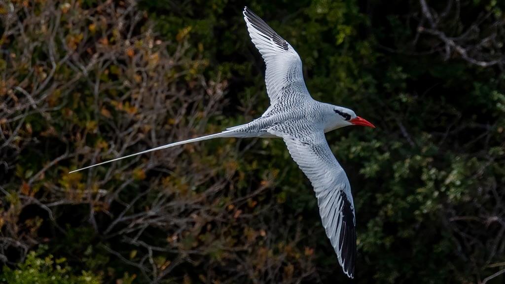 red billed tropicbird in flight at the galapagos islands with elegant tail streamer