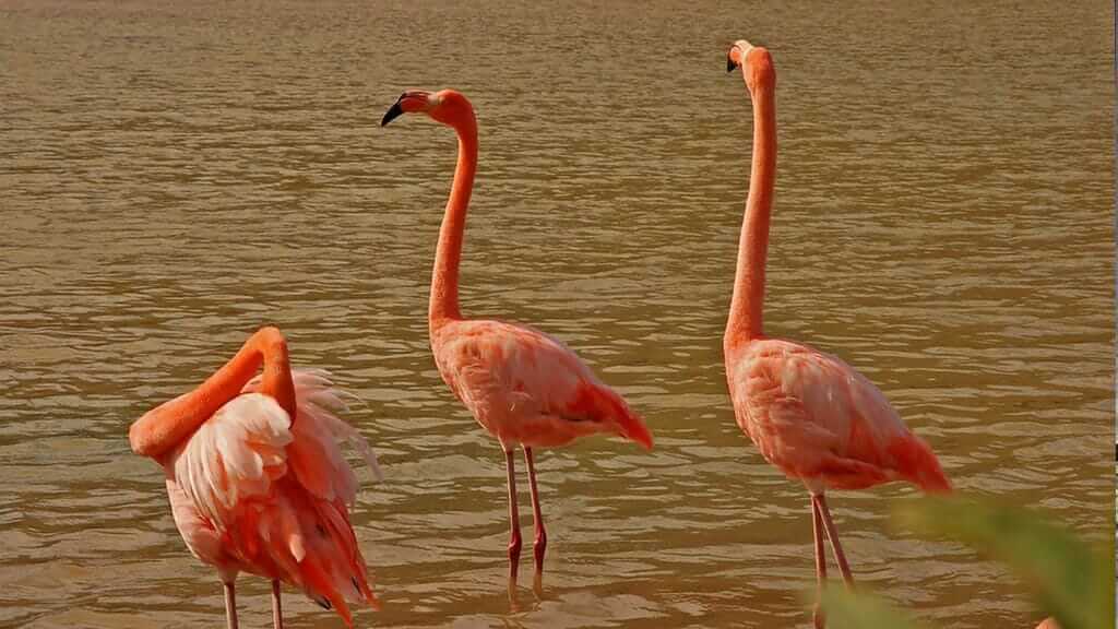 Drei Galapagos-Flamingo-Vögel leuchten bei Sonnenuntergang