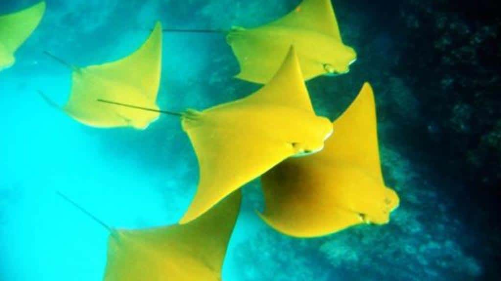 Rayons dorés nageant ensemble aux îles Galapagos
