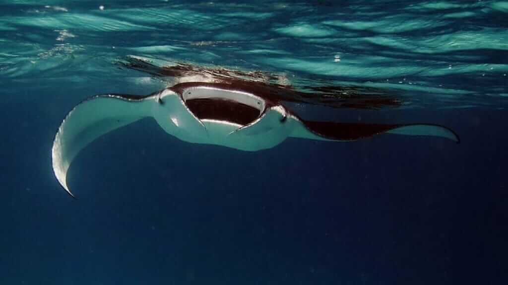 Galapagos-Rochen - ein großer Mantarochen, der mit weit geöffnetem Mund an der Oberfläche schwimmt, um Krill zu filtern