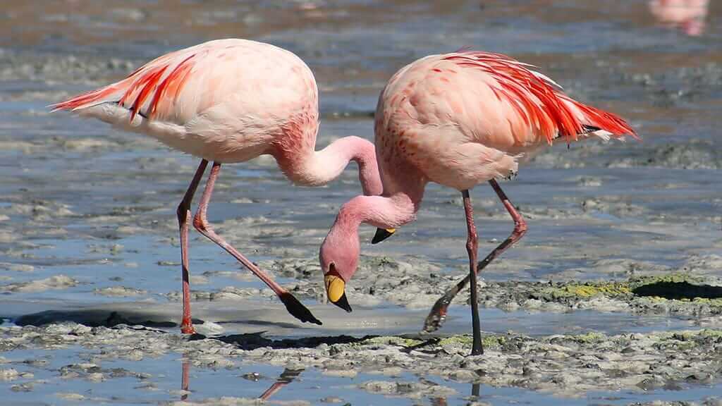 Galapagos Flamingo Galapagos Islands Happy Gringo Travel