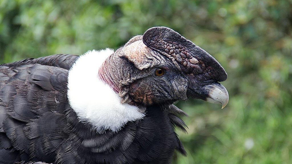 a large andean condor in ecuador shows off his white fur neck collar and sharp beak