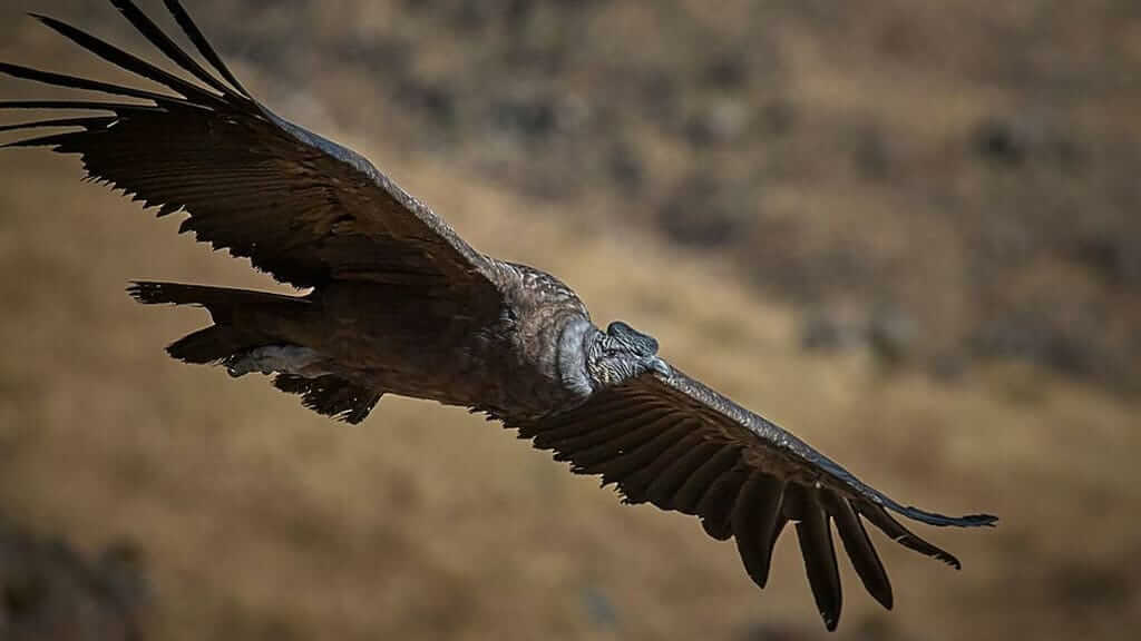 ecuador andean condor in flight