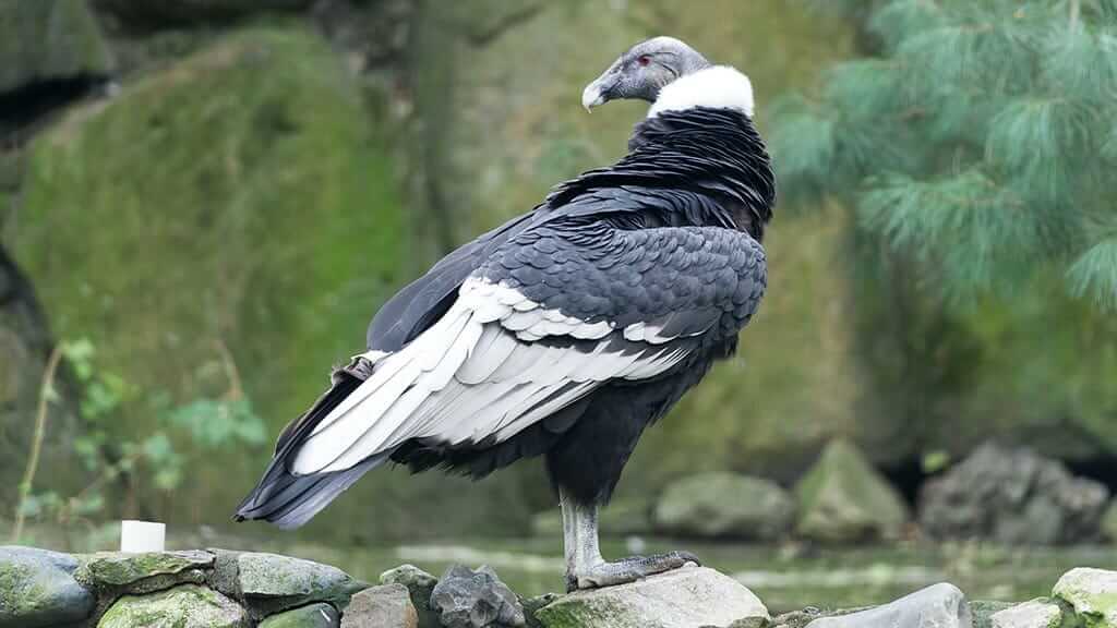 ecuadorian condor with beautiful black and white feathers turns to look over his shoulder