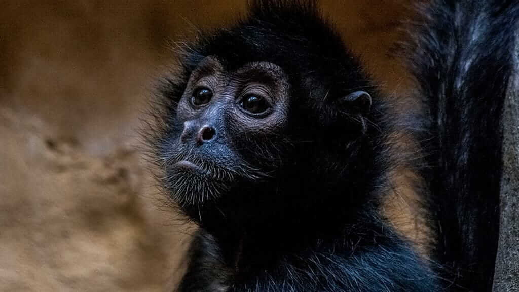 Ecuador monkey species - A dark brown headed spider monkey
