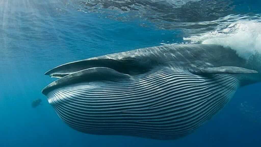 A Galapagos brydes whale with large striped throat diving from the surface