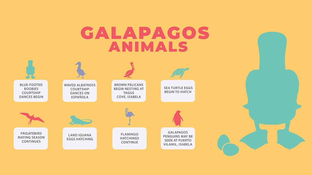 galapagos in april - infographic of the top wildlife highlights of bird and animal behavior