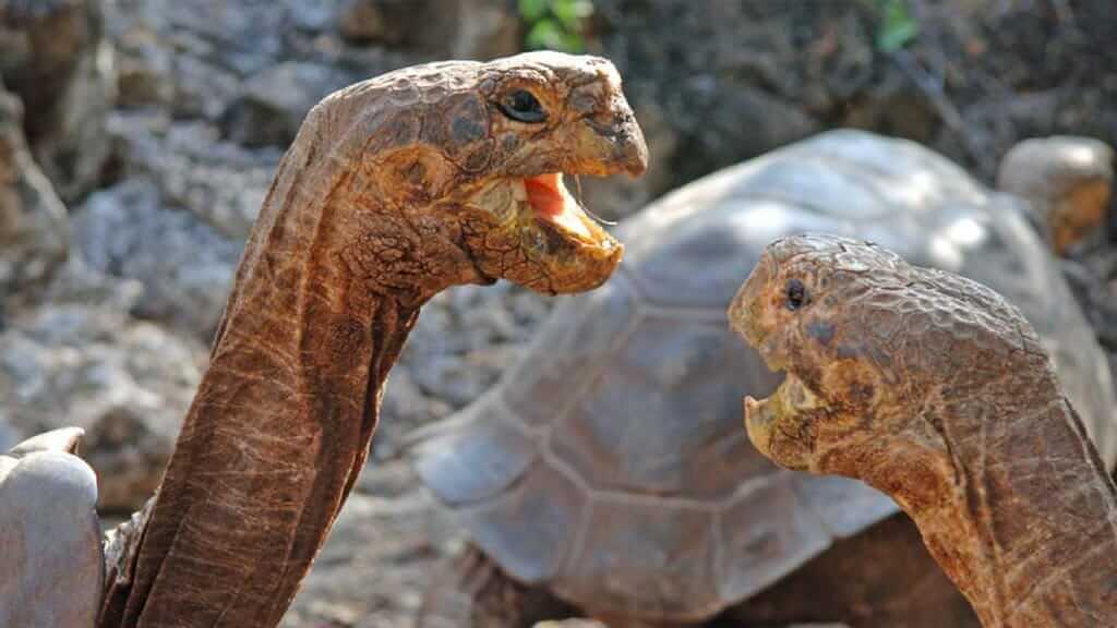Tiere der Galapagos-Inseln: Nahaufnahme von zwei kämpfenden Riesenschildkröten