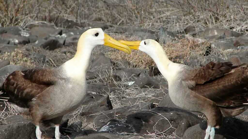 galapagos albatross bird couple touching beaks during courtship at Suarez Point Espanola island