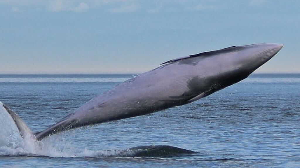 Galapagos islands minke whale jumping with streamlined body