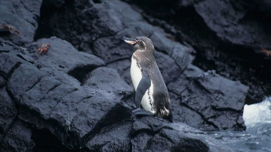 galapagos penguin standing alone with black rock background