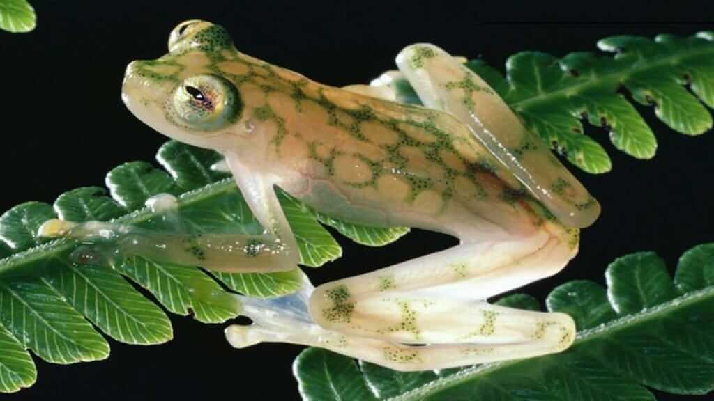 Frogs of Ecuador in the Amazon rainforest