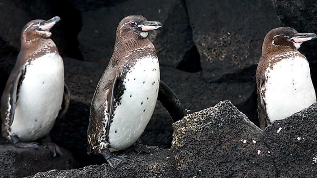 galapagos penguin habitat: 3 penguins standing together on a lava ledge