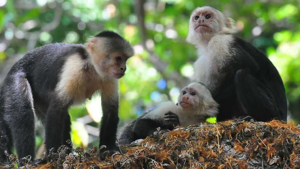 Ecuador monkeys - a family of White headed Capuchin monkeys